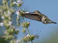 The Living Desert Zoo and Gardens